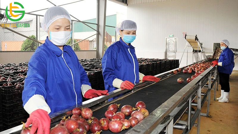 TOP 5 Công ty xuất khẩu chanh dây lớn nhất thị trường 10 TOP 5 Công ty xuất khẩu chanh dây lớn nhất thị trường