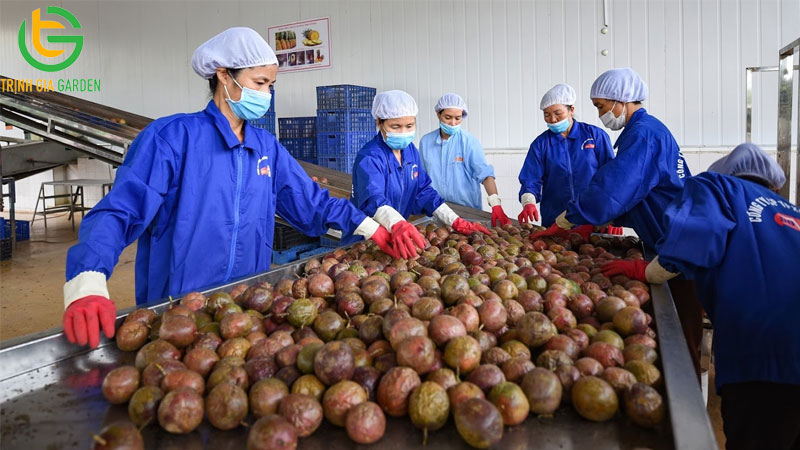 TOP 5 công ty thu mua chanh dây uy tín nhất Việt Nam