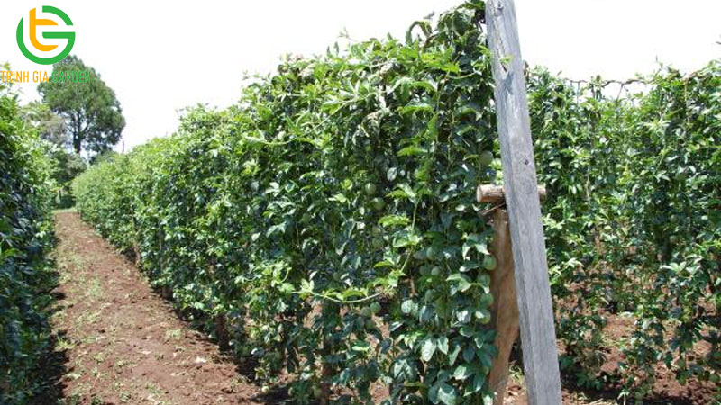 Những cách làm giàn chanh dây đơn giản, đẹp, dễ làm