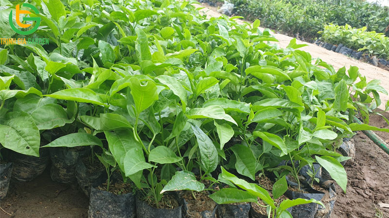 Mua cây giống chanh dây ở đâu uy tín, chất lượng?