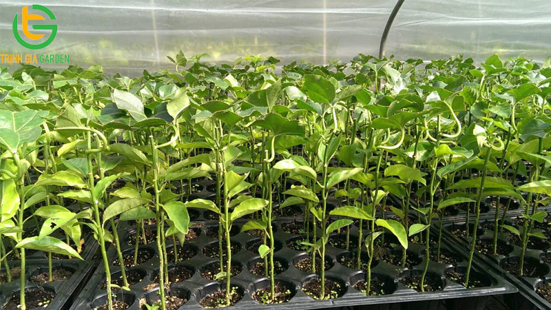 Mua cây giống chanh dây ở đâu uy tín, chất lượng?