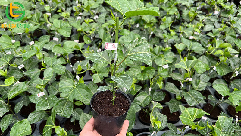 mua cay giong chanh day o dau