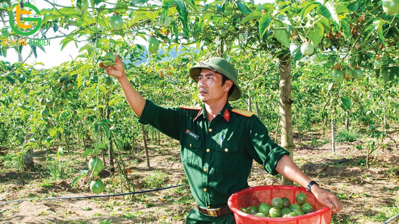 Thời điểm trồng và mùa thu hoạch chanh leo trong năm