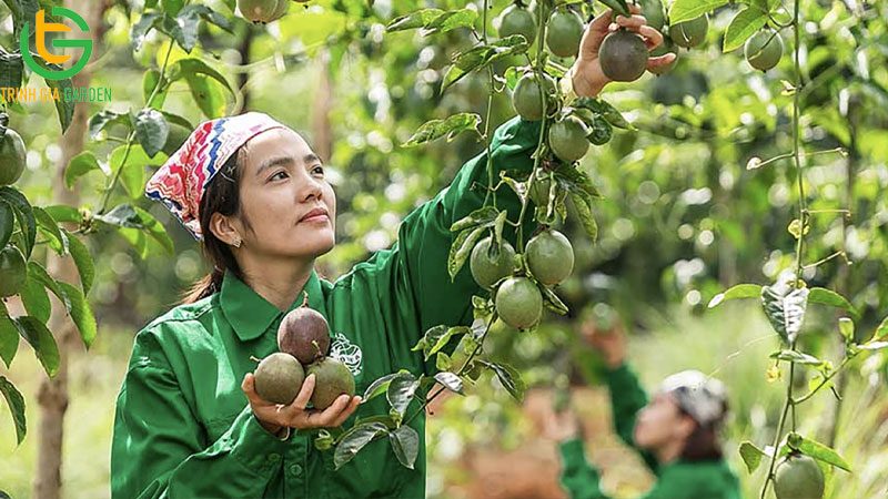 Thời điểm trồng và mùa thu hoạch chanh leo trong năm