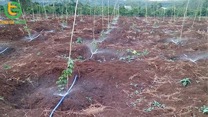 Cách thụ phấn chanh dây và chăm sóc khi ra hoa, đậu trái 7 Cách thụ phấn chanh dây và chăm sóc khi ra hoa, đậu trái