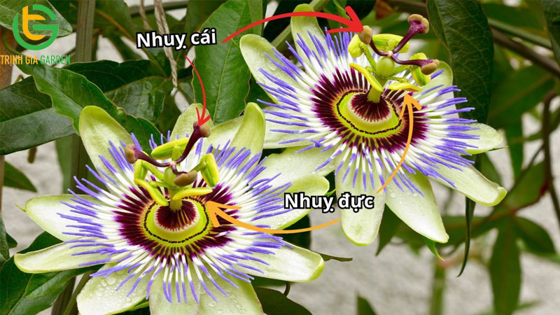 Cách thụ phấn chanh dây và chăm sóc khi ra hoa, đậu trái 8 Cách thụ phấn chanh dây và chăm sóc khi ra hoa, đậu trái