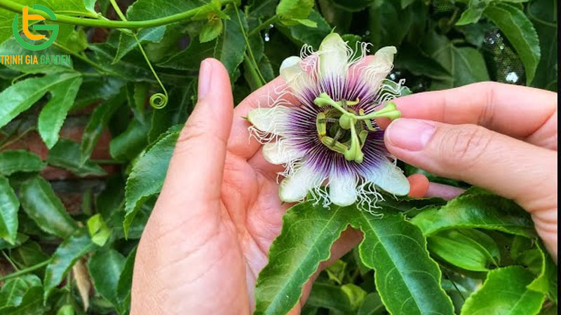 Cách thụ phấn chanh dây và chăm sóc khi ra hoa, đậu trái 9 Cách thụ phấn chanh dây và chăm sóc khi ra hoa, đậu trái