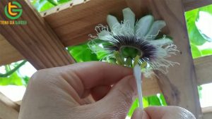 thu phan chanh day 4