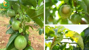 benh ba trau tren chanh day 1