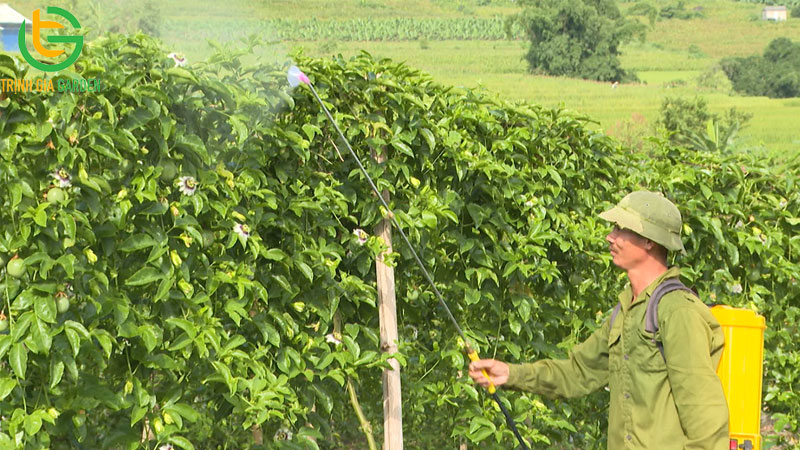 Bệnh bã trầu trên chanh dây: nguyên nhân, cách phòng ngừa và trị bệnh