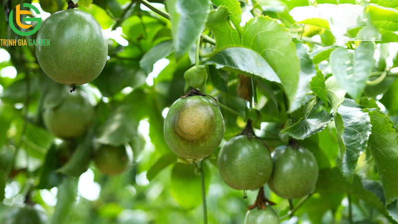 Bệnh bã trầu trên chanh dây: nguyên nhân, cách phòng ngừa và trị bệnh