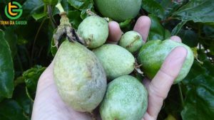 benh phan trang chanh day dac diem nhan biet cach phong va xu ly