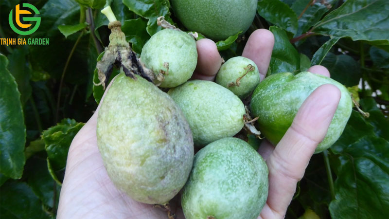 Bệnh phấn trắng chanh dây: đặc điểm nhận biết, cách phòng và xử lý 13 benh phan trang chanh day dac diem nhan biet cach phong va xu ly