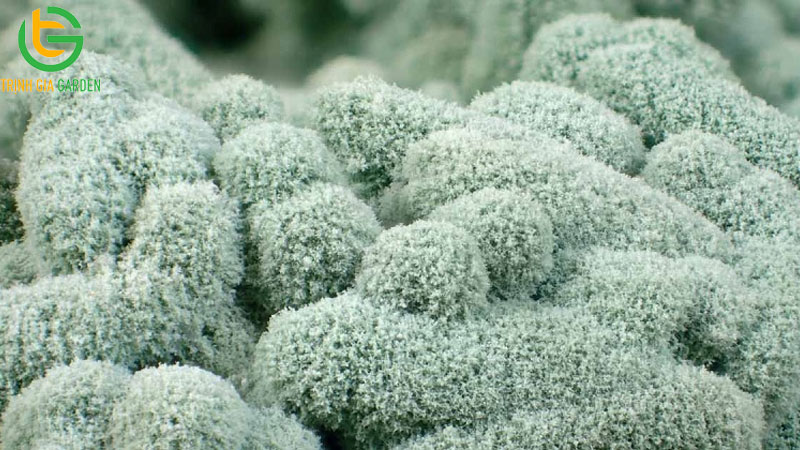 Hướng dẫn cách ủ phân bò nhanh hoai mục với trichoderma 7 Hướng dẫn cách ủ phân bò nhanh hoai mục với trichoderma