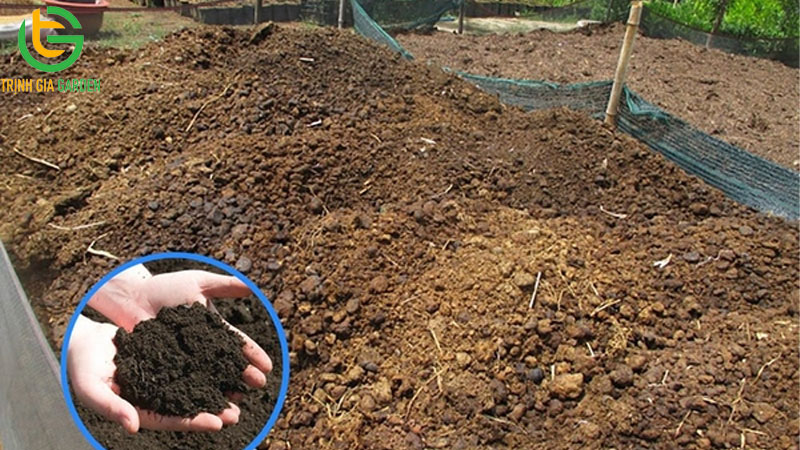 Hướng dẫn cách ủ phân bò nhanh hoai mục với trichoderma 8 Hướng dẫn cách ủ phân bò nhanh hoai mục với trichoderma