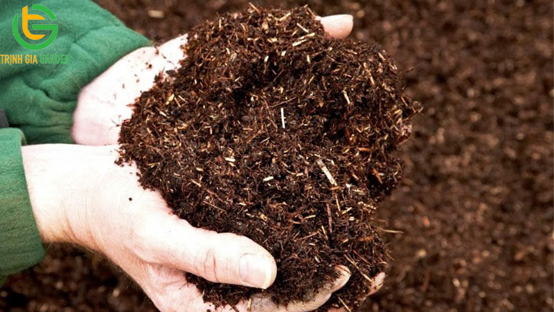 Hướng dẫn cách ủ phân bò nhanh hoai mục với trichoderma 10 Hướng dẫn cách ủ phân bò nhanh hoai mục với trichoderma