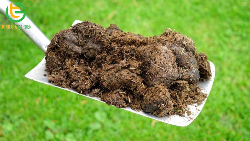 Hướng dẫn cách ủ phân bò nhanh hoai mục với trichoderma 6 Hướng dẫn cách ủ phân bò nhanh hoai mục với trichoderma