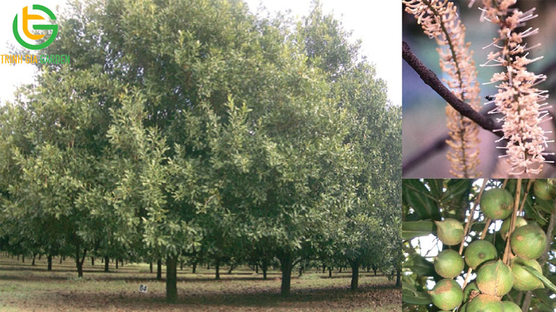 Cây macca: nguồn gốc, đặc điểm và giá trị kinh tế