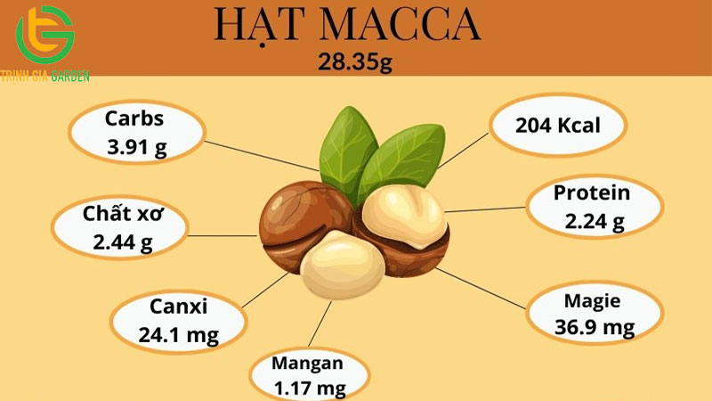 Cây macca: nguồn gốc, đặc điểm và giá trị kinh tế