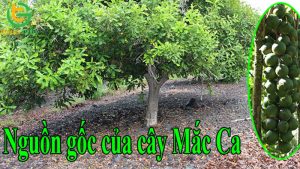 cay macca