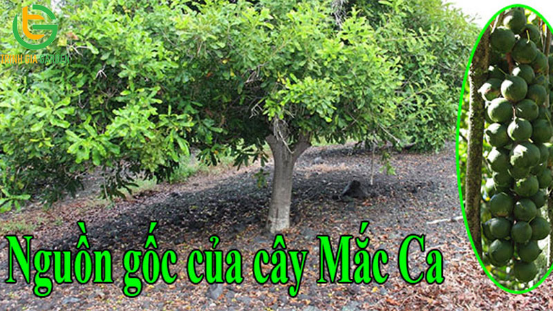 Cây macca: nguồn gốc, đặc điểm và giá trị kinh tế