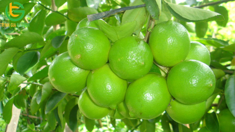 Chanh bông tím có hạt không? Tìm hiểu giống chanh chùm không hạt 5 Chanh bông tím có hạt không? Tìm hiểu giống chanh chùm không hạt