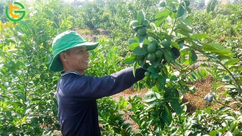 Chanh bông tím có hạt không? Tìm hiểu giống chanh chùm không hạt 6 Chanh bông tím có hạt không? Tìm hiểu giống chanh chùm không hạt