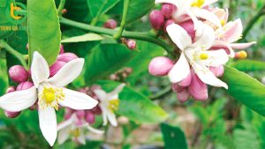 chanh chum khong hat