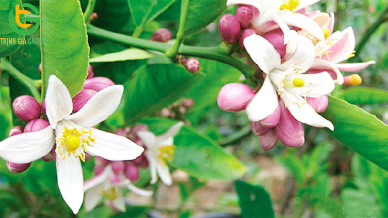 Chanh bông tím có hạt không? Tìm hiểu giống chanh chùm không hạt 4 Chanh bông tím có hạt không? Tìm hiểu giống chanh chùm không hạt