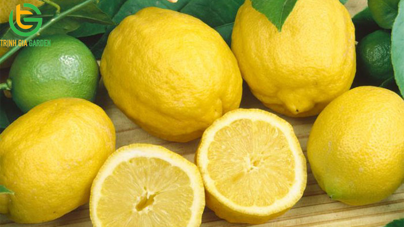 Khám phá 3 loại chanh đắt nhất thế giới hiện nay