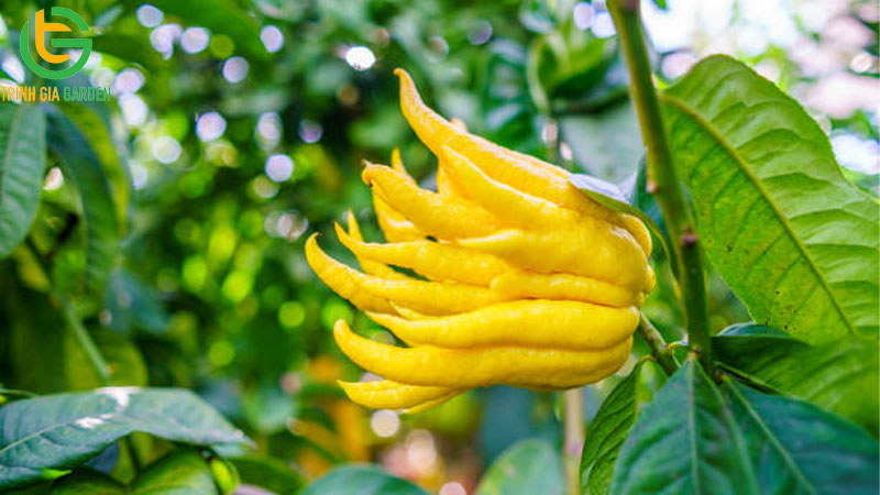 Khám phá 3 loại chanh đắt nhất thế giới hiện nay