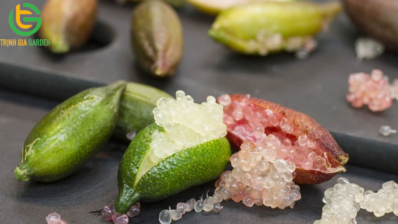 Khám phá 3 loại chanh đắt nhất thế giới hiện nay