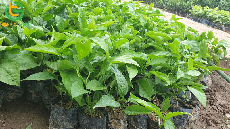 Chanh dây tím: đặc điểm, năng suất và giá bán cây giống 8 Chanh dây tím: đặc điểm, năng suất và giá bán cây giống