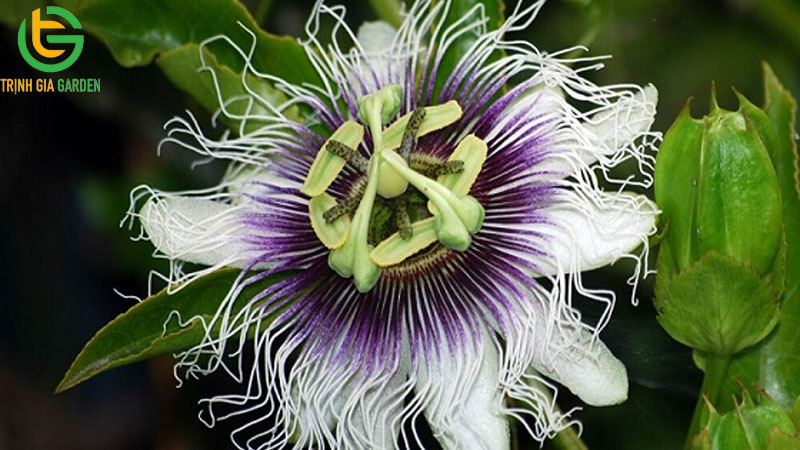 Chanh dây tím: đặc điểm, năng suất và giá bán cây giống 6 Chanh dây tím: đặc điểm, năng suất và giá bán cây giống