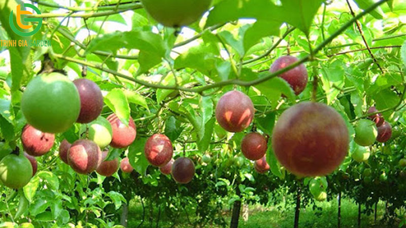 Chanh dây tím: đặc điểm, năng suất và giá bán cây giống 7 Chanh dây tím: đặc điểm, năng suất và giá bán cây giống