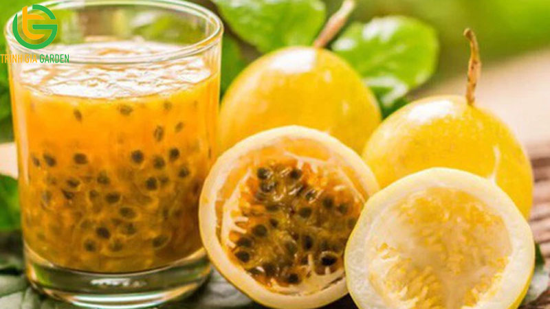 Giống chanh dây vàng ngọt: đặc điểm và công dụng đối với sức khỏe 9 Giống chanh dây vàng ngọt: đặc điểm và công dụng đối với sức khỏe