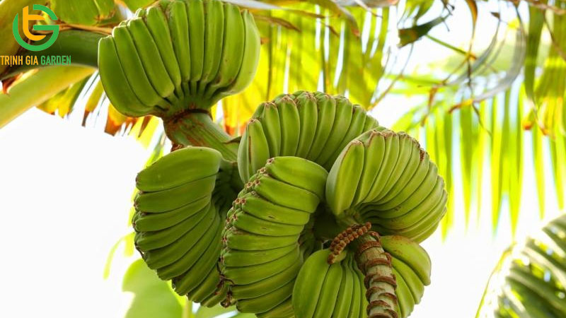 Chuối tay phật: đặc điểm, giá bán và ý nghĩa tâm linh 5 Chuối tay phật: đặc điểm, giá bán và ý nghĩa tâm linh