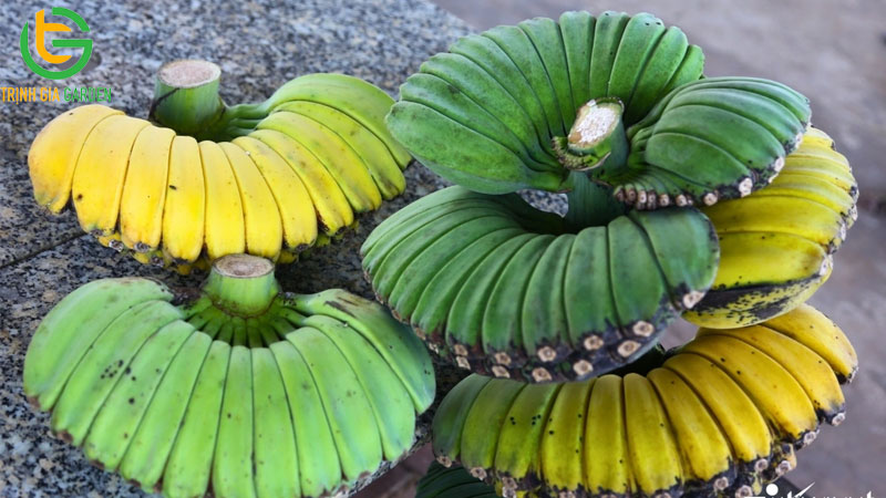 Chuối tay phật: đặc điểm, giá bán và ý nghĩa tâm linh 6 Chuối tay phật: đặc điểm, giá bán và ý nghĩa tâm linh