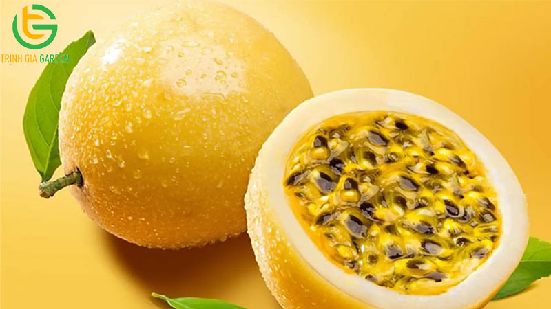 Tổng hợp các giống chanh dây tốt nhất hiện nay cho năng suất cao 8 Tổng hợp các giống chanh dây tốt nhất hiện nay cho năng suất cao