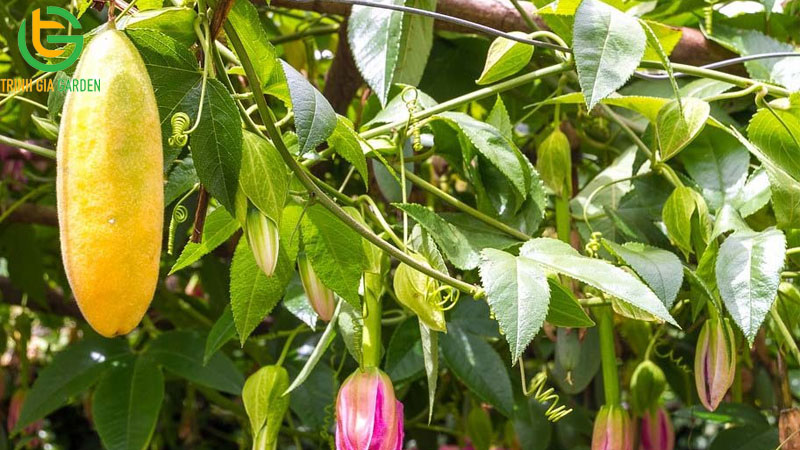 Tổng hợp các giống chanh dây tốt nhất hiện nay cho năng suất cao 9 Tổng hợp các giống chanh dây tốt nhất hiện nay cho năng suất cao