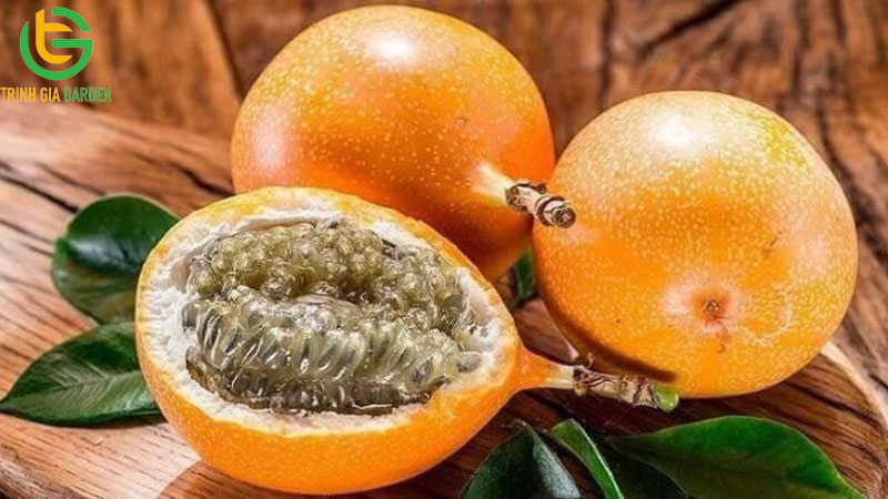 Tổng hợp các giống chanh dây tốt nhất hiện nay cho năng suất cao 11 Tổng hợp các giống chanh dây tốt nhất hiện nay cho năng suất cao