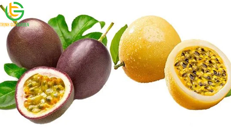 So sánh chanh dây vàng và chanh dây tím loại nào tốt hơn? 8 So sánh chanh dây vàng và chanh dây tím loại nào tốt hơn?