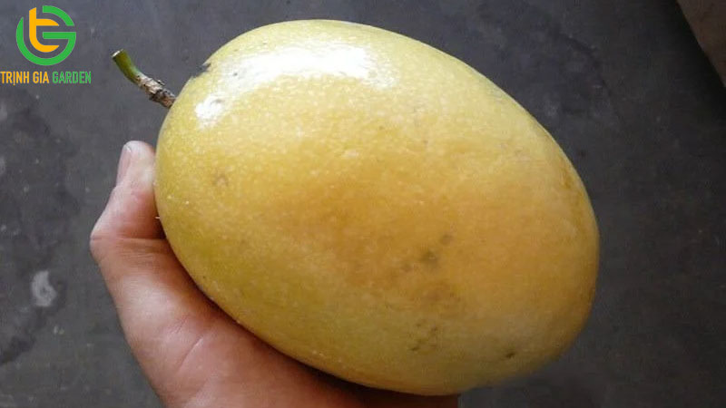 Tổng hợp các giống chanh dây tốt nhất hiện nay cho năng suất cao 10 giong chanh day tot nhat hien nay 5