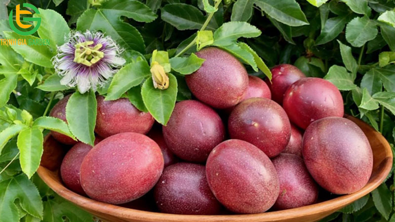 Chanh dây tím: đặc điểm, năng suất và giá bán cây giống 5 Chanh dây tím: đặc điểm, năng suất và giá bán cây giống