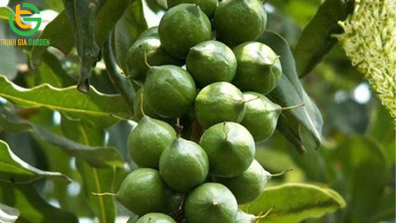 TOP 10 giống mắc ca năng suất nhất hiện nay 6 TOP 10 giống mắc ca năng suất nhất hiện nay