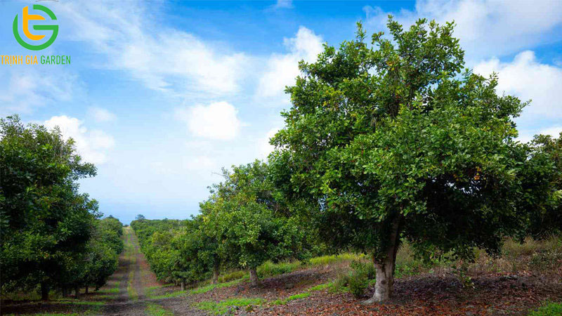 TOP 10 giống mắc ca năng suất nhất hiện nay 7 TOP 10 giống mắc ca năng suất nhất hiện nay