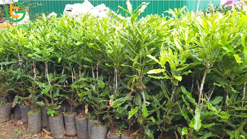 TOP 10 giống mắc ca năng suất nhất hiện nay 8 TOP 10 giống mắc ca năng suất nhất hiện nay