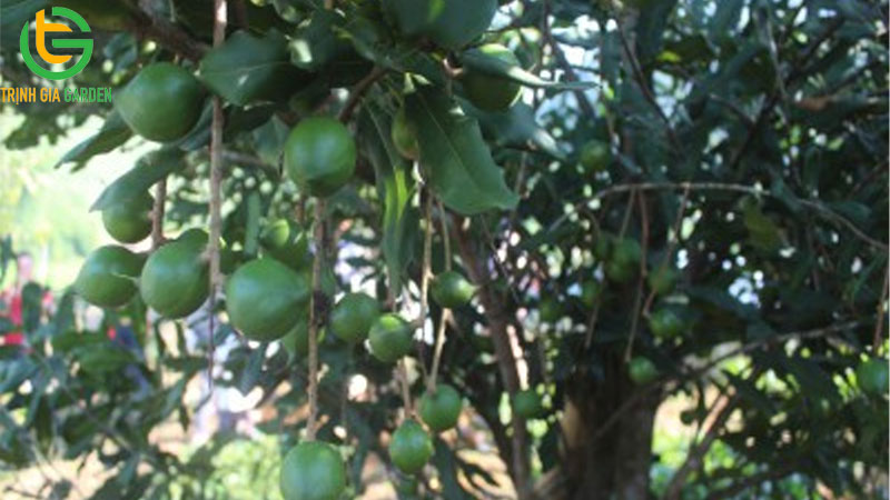 TOP 10 giống mắc ca năng suất nhất hiện nay 5 TOP 10 giống mắc ca năng suất nhất hiện nay