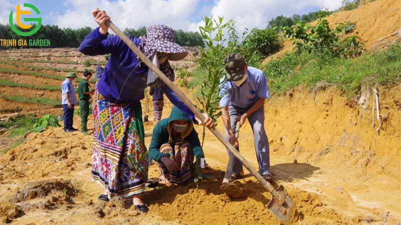 Kỹ thuật trồng cây mắc ca và chăm sóc đúng quy trình 9 Kỹ thuật trồng cây mắc ca và chăm sóc đúng quy trình