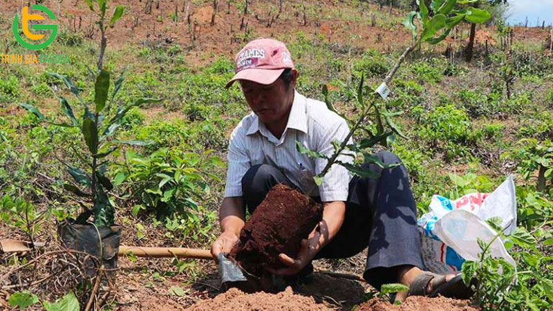 Kỹ thuật trồng cây mắc ca và chăm sóc đúng quy trình 10 Kỹ thuật trồng cây mắc ca và chăm sóc đúng quy trình